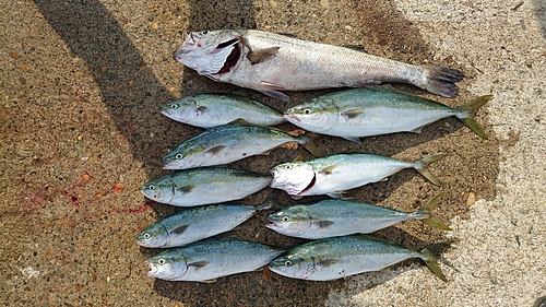 イナダの釣果