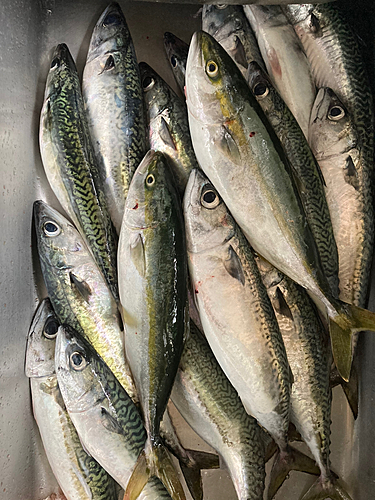 サバの釣果