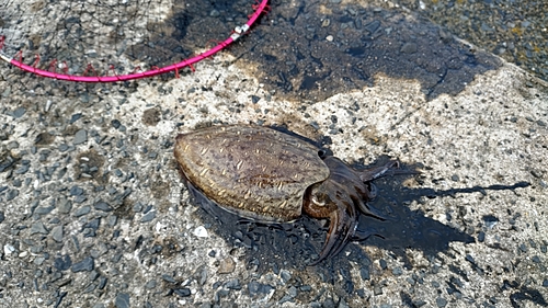 モンゴウイカの釣果