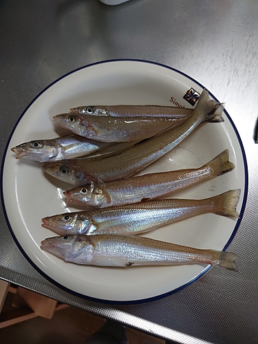 キスの釣果