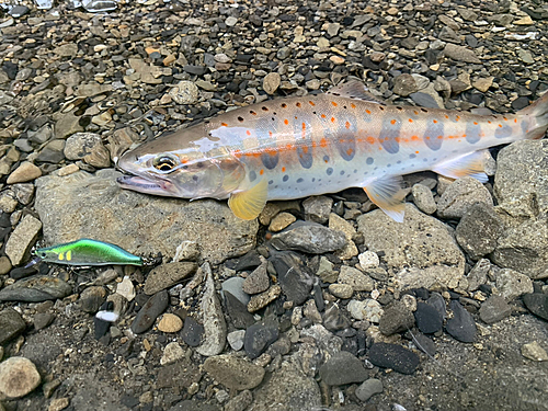 アマゴの釣果