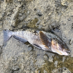 アイナメの釣果