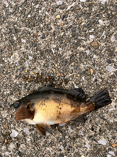 メバルの釣果