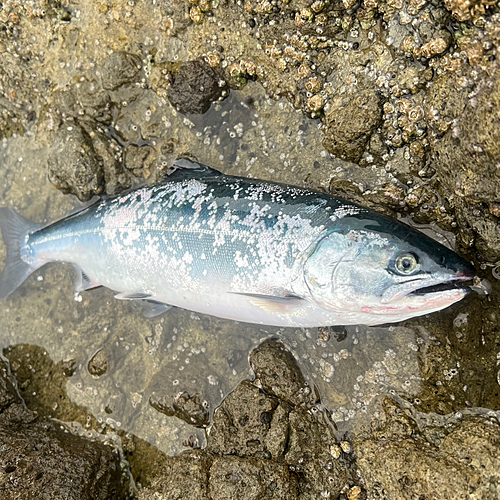 サクラマスの釣果