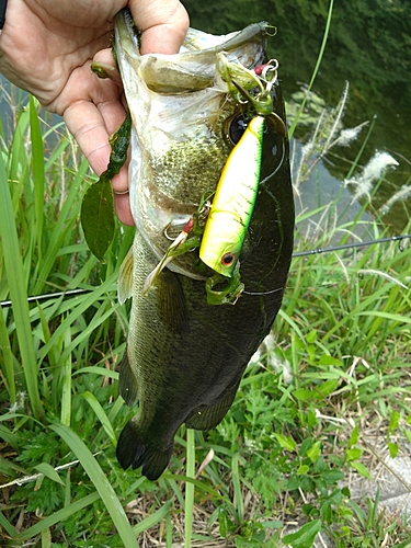 ブラックバスの釣果