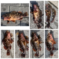 ガシラの釣果