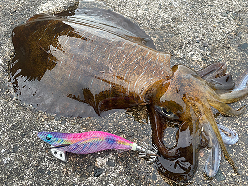 アオリイカの釣果