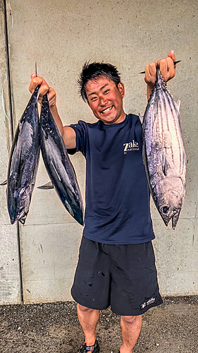 カツオの釣果