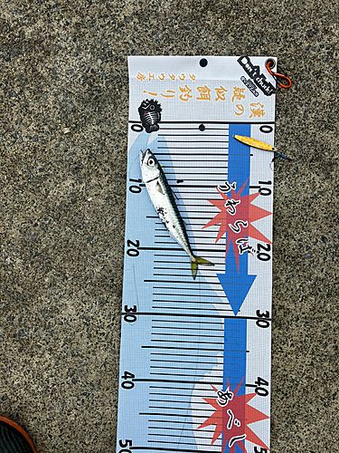 サバの釣果