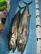 サゴシの釣果