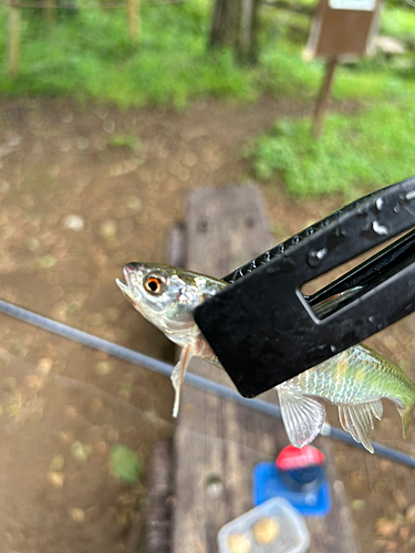 オイカワの釣果