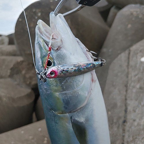 イナダの釣果