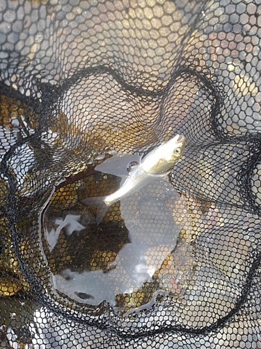 ウグイの釣果