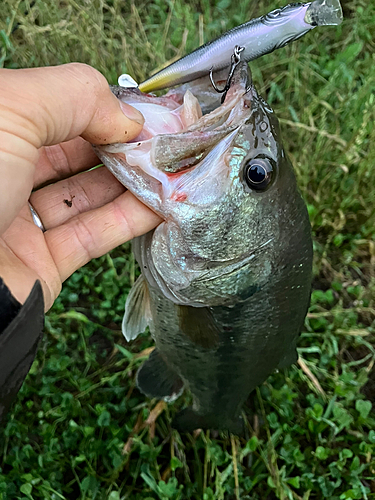 ラージマウスバスの釣果