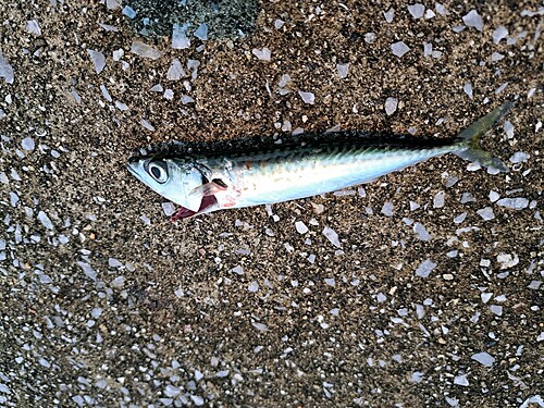 サバの釣果