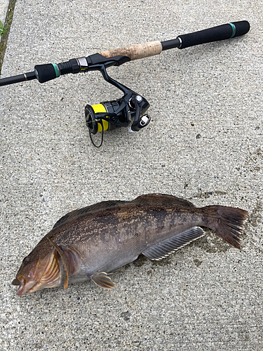 アイナメの釣果