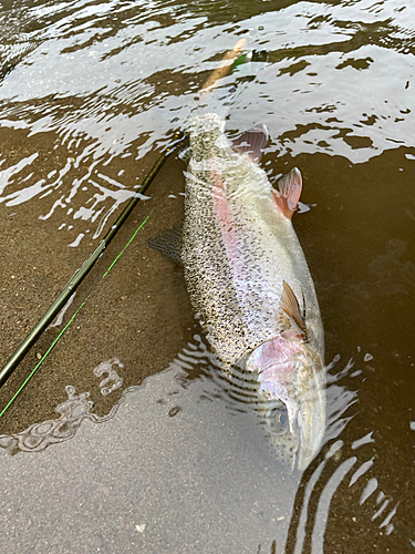 ニジマスの釣果