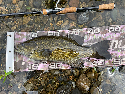 スモールマウスバスの釣果