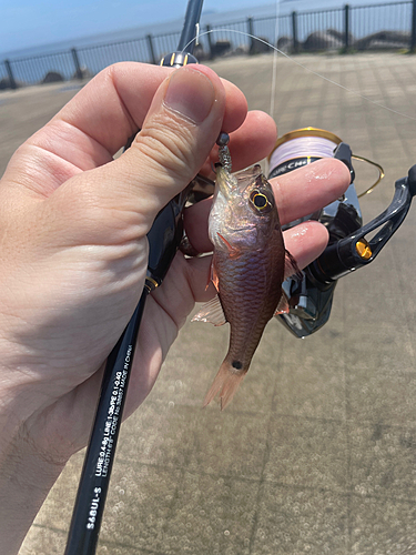 ネンブツダイの釣果