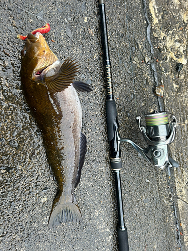 アイザメの釣果