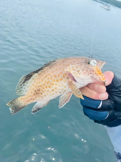 オオモンハタの釣果