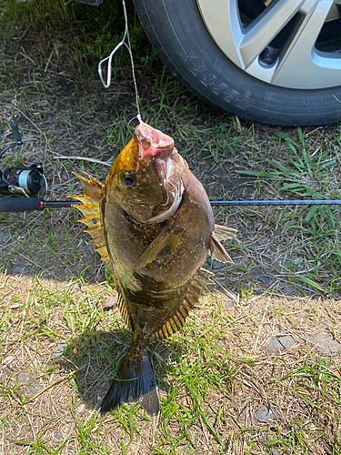 アイゴの釣果