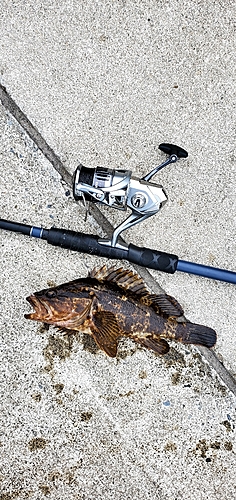 ベッコウゾイの釣果