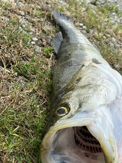 スズキの釣果