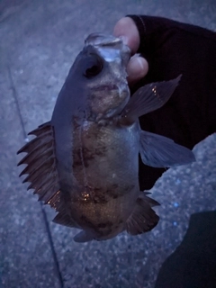 シロメバルの釣果