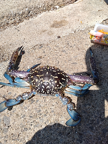 タイワンガザミの釣果