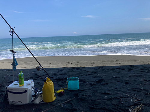 ワカシの釣果