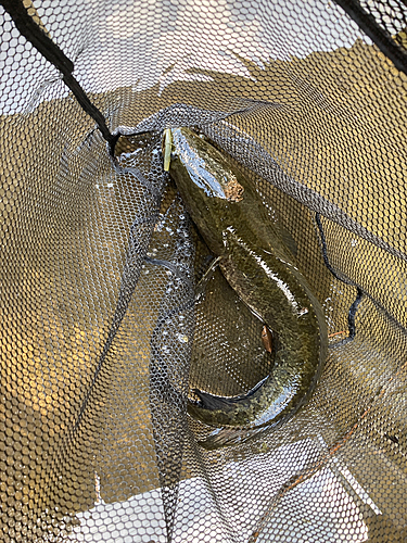 カムルチーの釣果