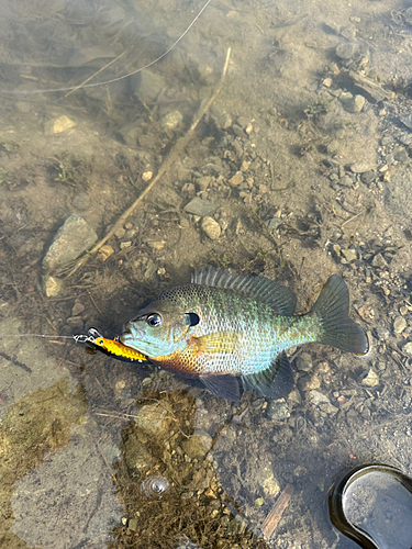 ブルーギルの釣果