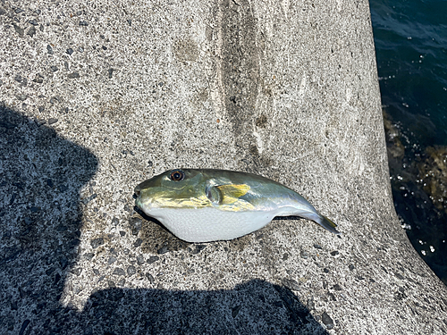 フグの釣果