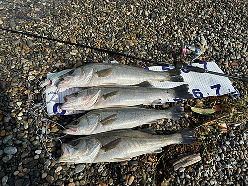 シーバスの釣果