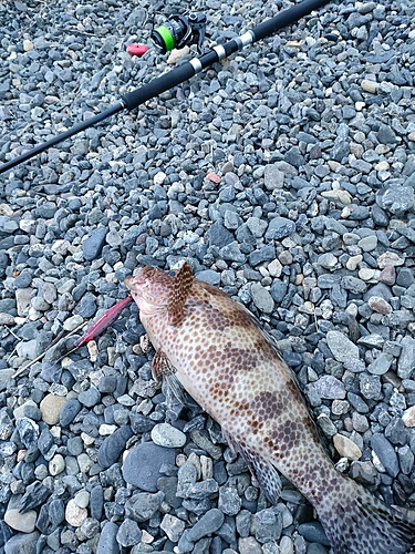 オオモンハタの釣果