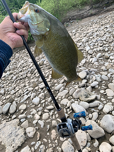 スモールマウスバスの釣果