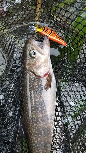 イワナの釣果