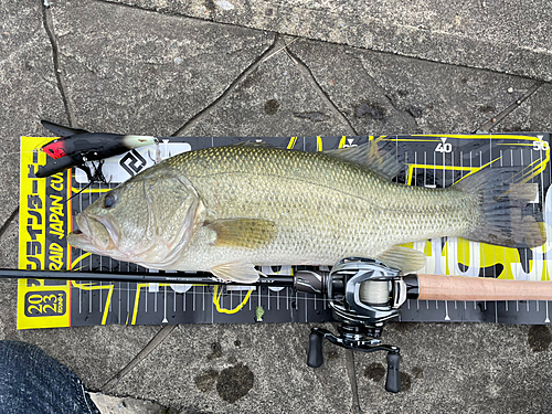 ブラックバスの釣果