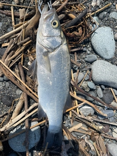 ヒラスズキの釣果