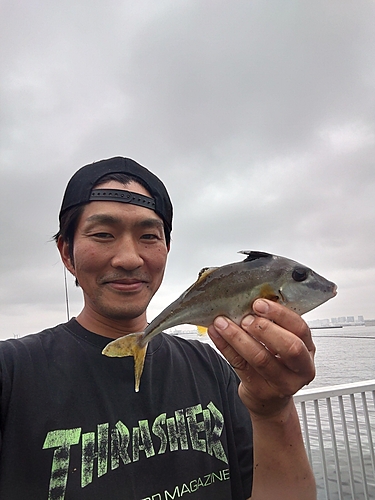 ギマの釣果