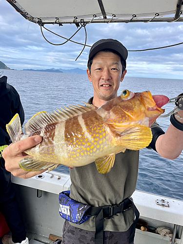 アオハタの釣果