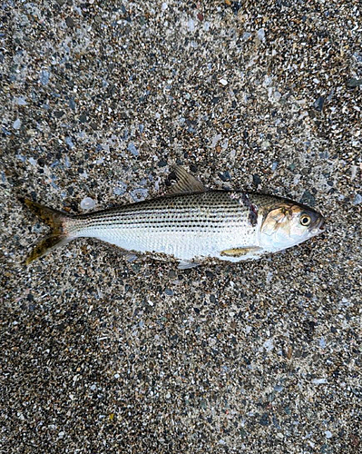 コノシロの釣果