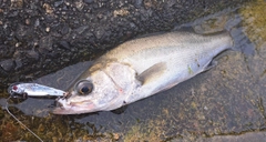 スズキの釣果