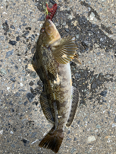 アイナメの釣果