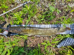 ナマズの釣果