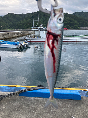 サバの釣果