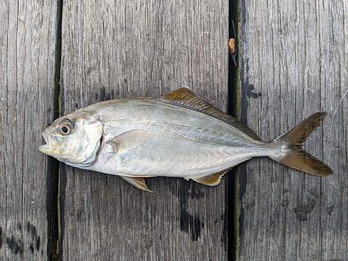 ショゴの釣果