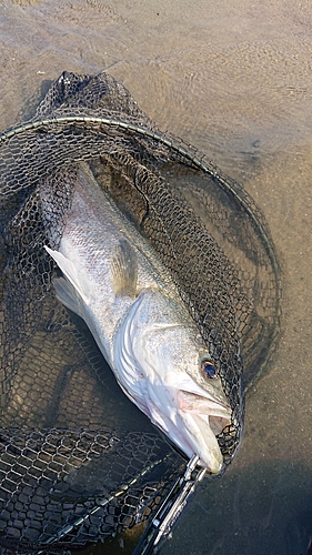 スズキの釣果