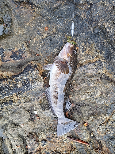 アブラコの釣果